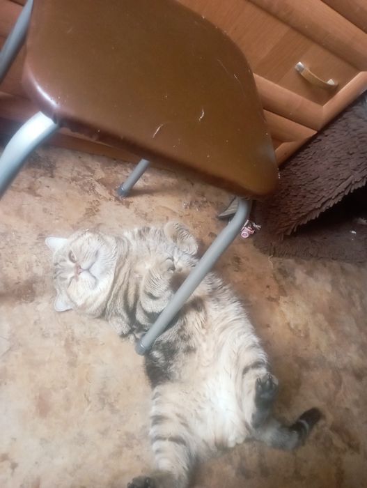 Отдам кота британца