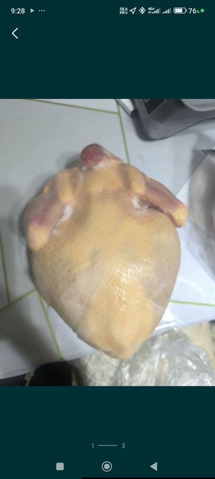 Куры домашние жирные