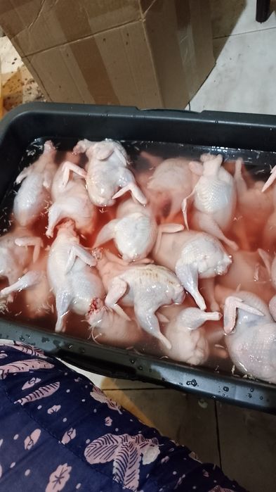 Мясо домашней перепёлки