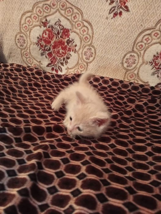 Отдам котенка в добрые руки