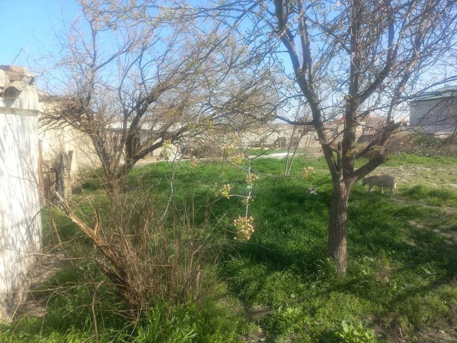 Дом в плем. совхозе (Карасу)