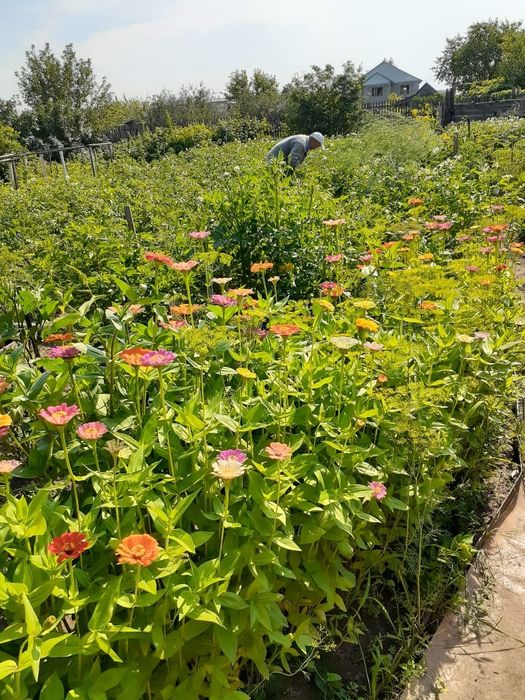 Дача в черте города