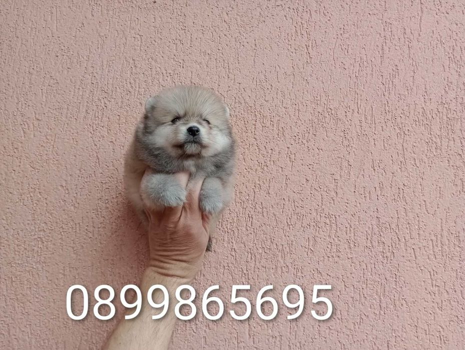 Померани на различни възрасти!!