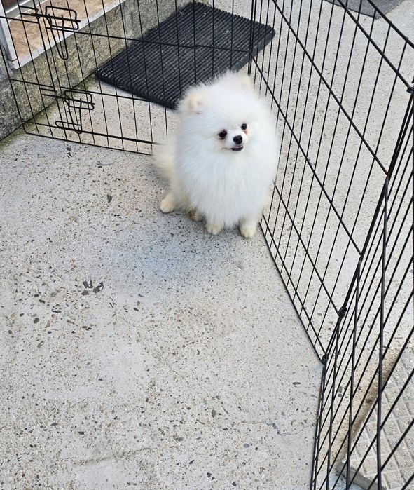 Мини Померан момче