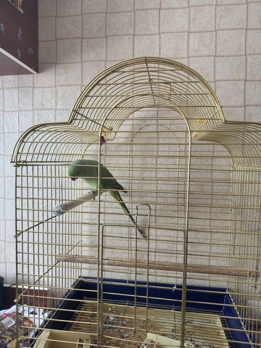 Ожереловый попугай