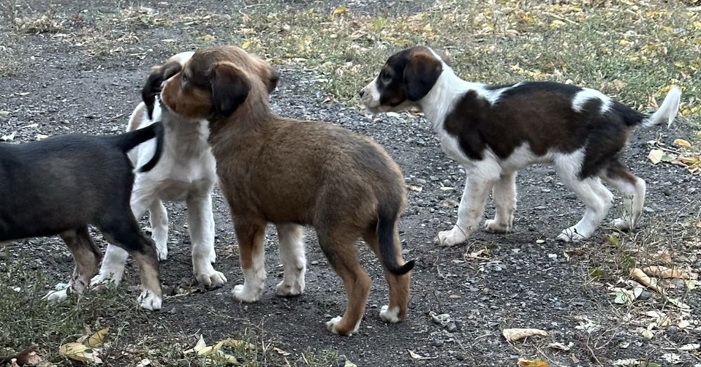 Отдаю щенят.