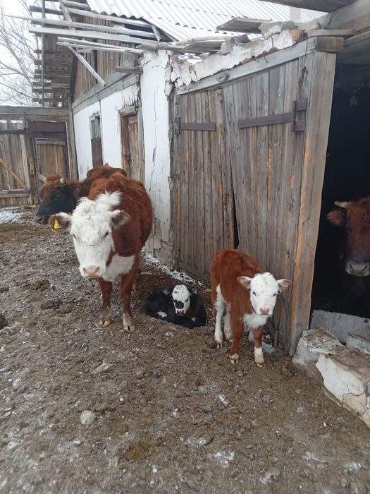 Продам крс с телеком