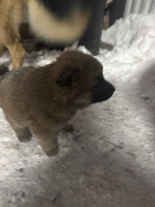 Щенки бесплатно.