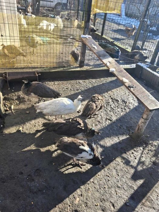 Pauni din 2025, si masculi cameo si violet din 2023