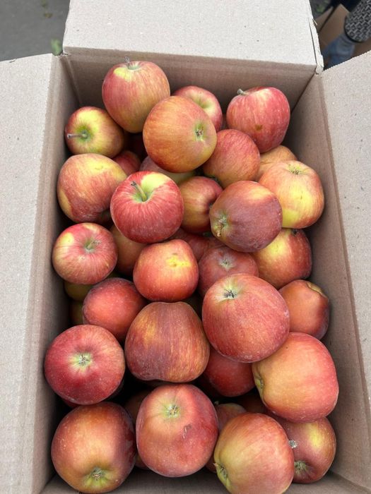 Яблоки Оптом АЛМА ТАРАЗ