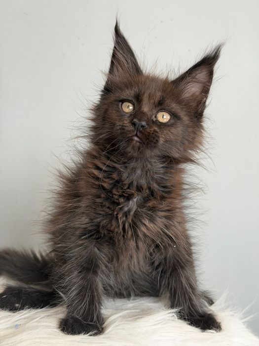 Мейн кун котенца / Мейн куун котенца / Maine coon kittens