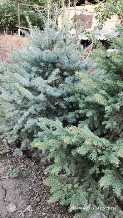 Goluboy archa yel chet eldan blue spruce (colorado spruce) mehr bilan!