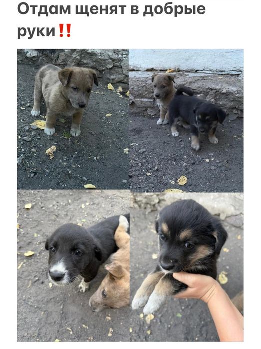 Отдаю щенят. Подробности в лс