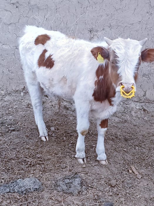 9 айлық еркек баспақ сатылады