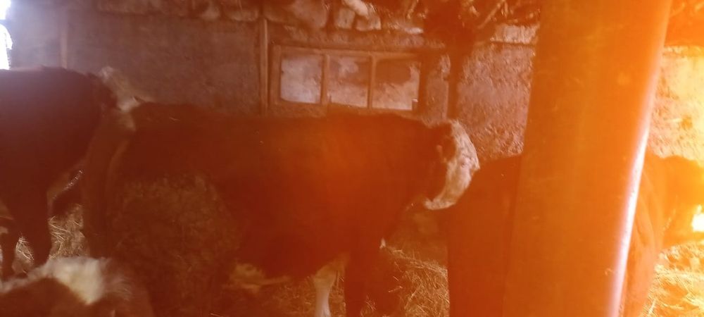 Продам бычков.  .