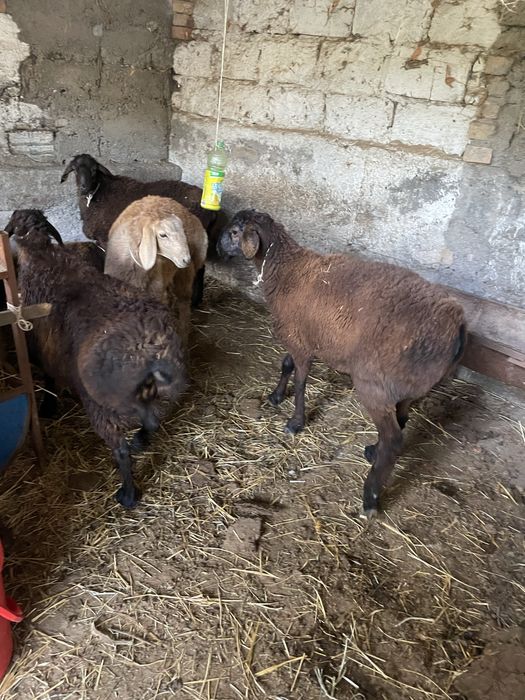 Кой токты кошкарлар бар