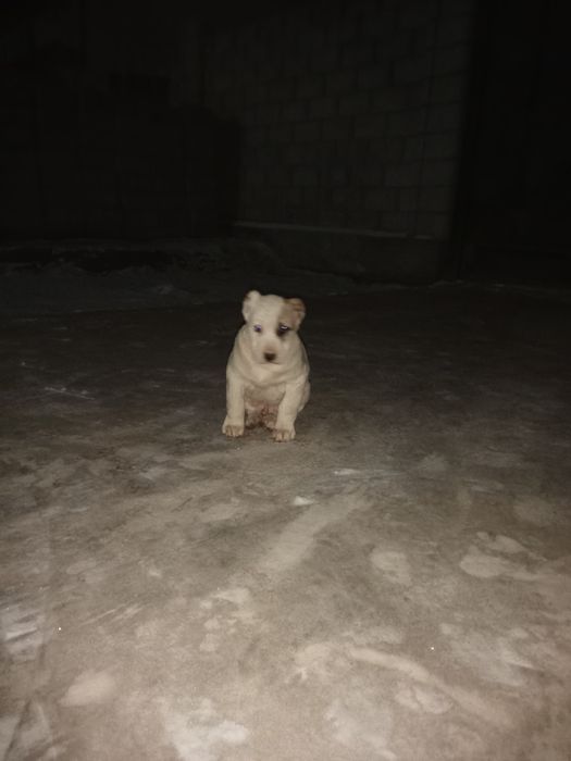 50кундик кушик сатылады.