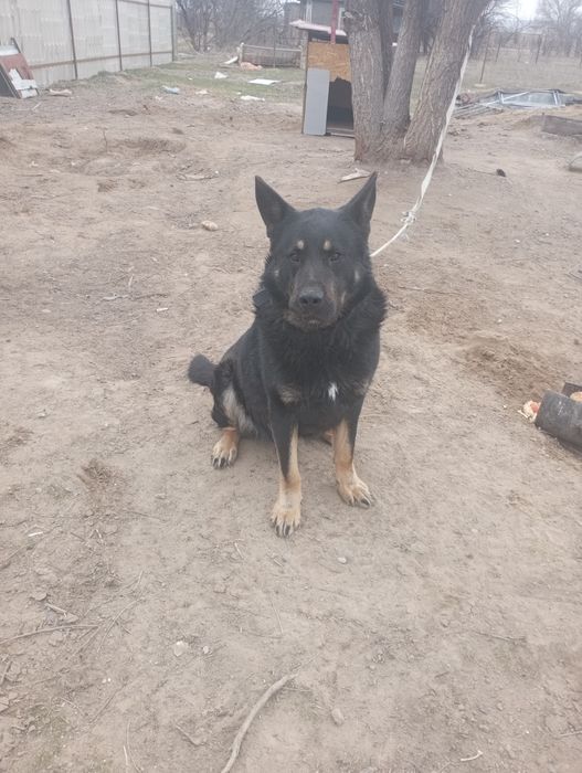 Вязка Европейская овчарка кабель