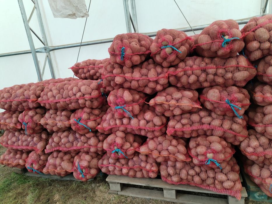 Cartofi de sămânță alb Marabel 1,8 ron/kg