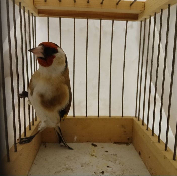 Sava kokil, Сава кокил