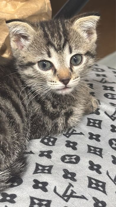 Отдам котят Вислоухие Полушатландцы