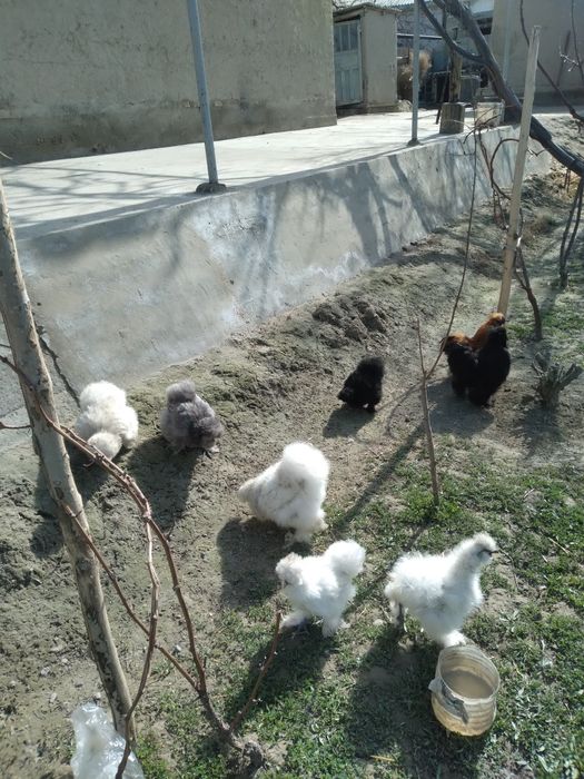 Шолк товуклари тухумлари сотилади