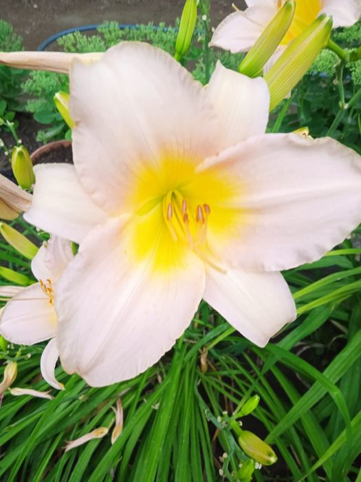 Лилейник садовые цветы