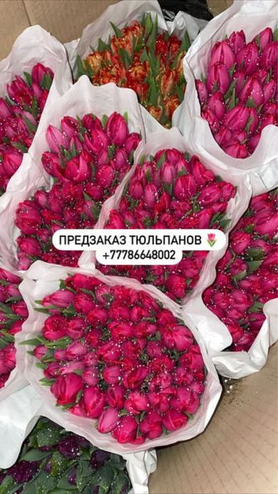 Тюльпаны 750 тг/шт