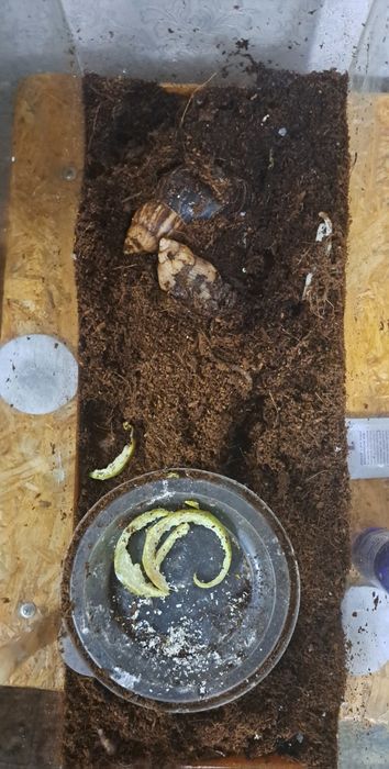 Улитки ахатины срочно