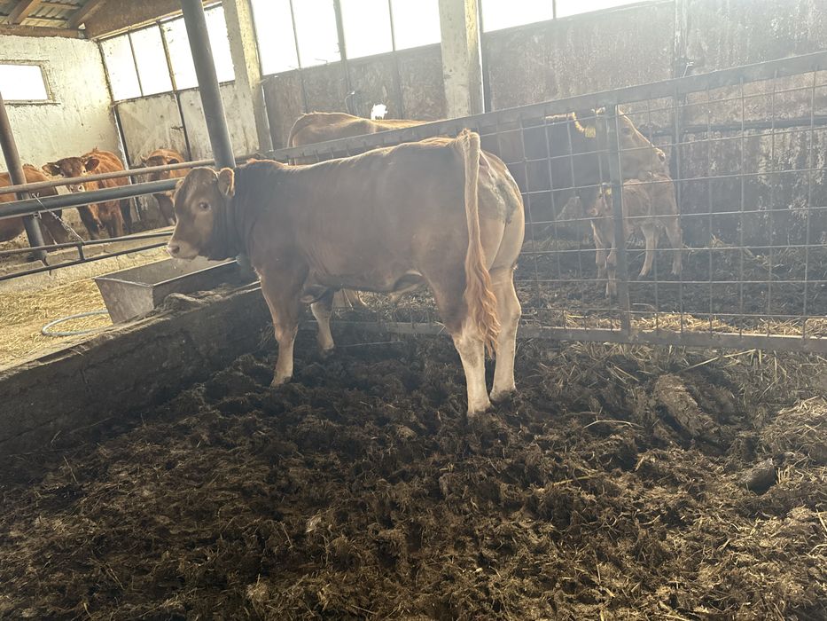 Tauras Limousin cu pedigree