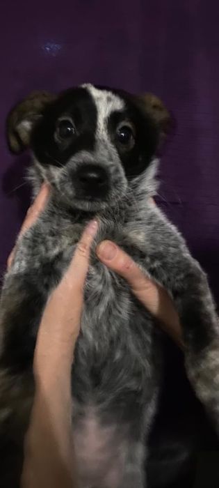 Щеночки,привиты, проглистогонены