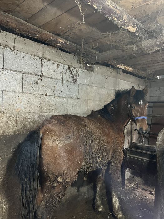 Полторашка жеребец. Хороший, спокойный.