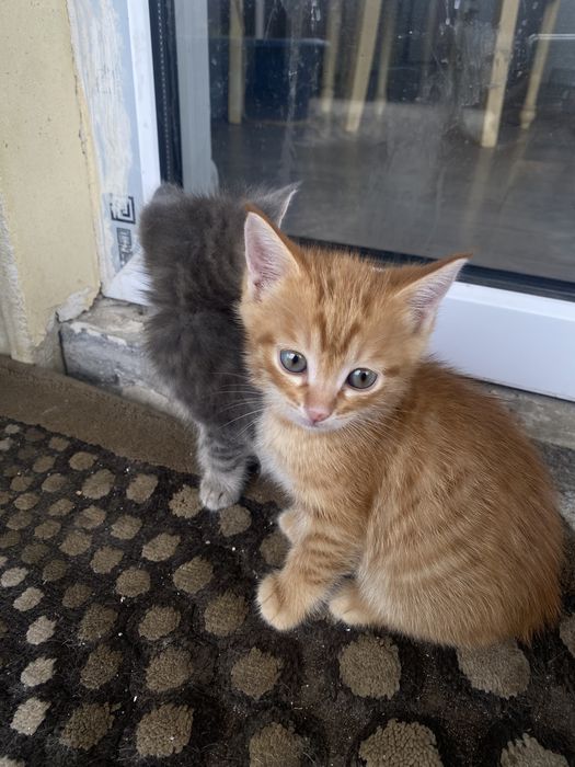 Отдаем котят в добрые и надежные руки