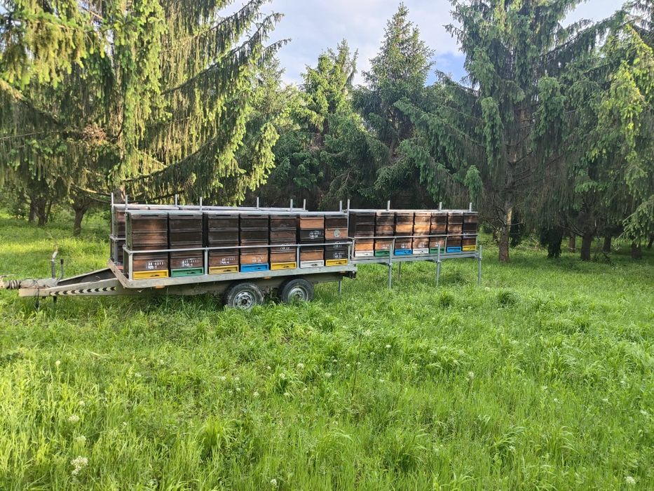 Miere de vânzare