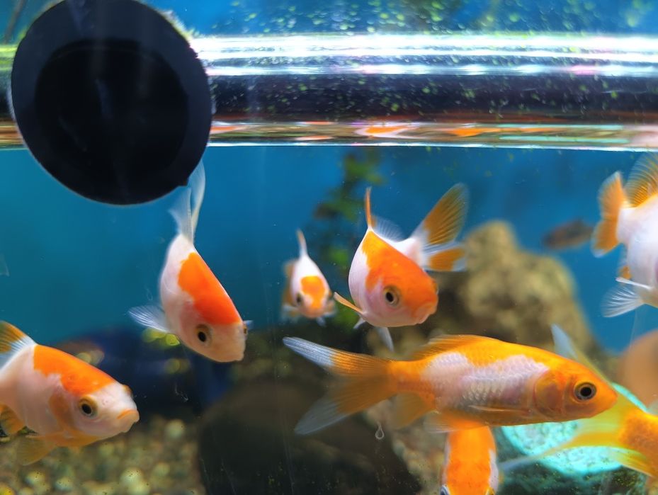 Золотые рыбки кометы