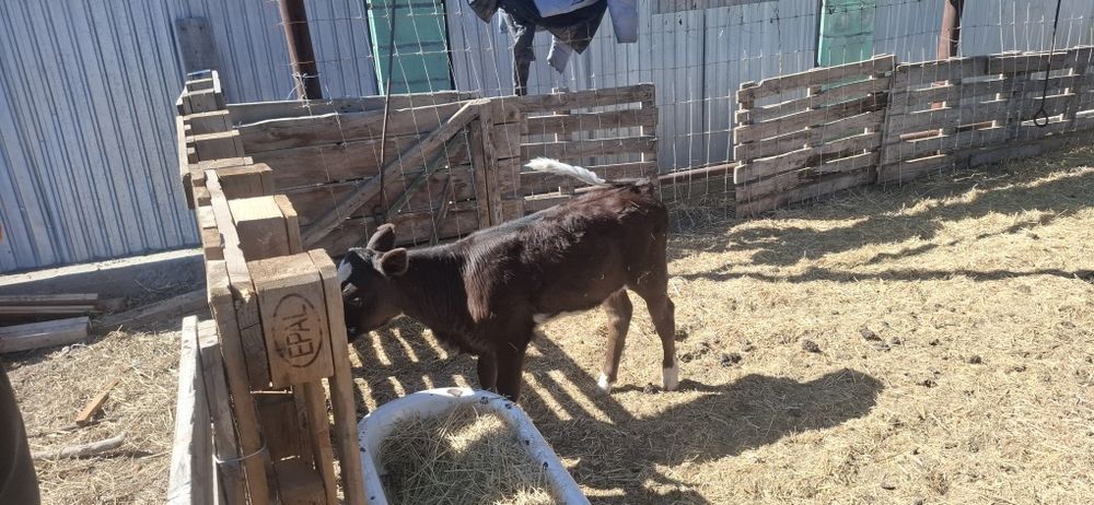 продам телочку за 250000т