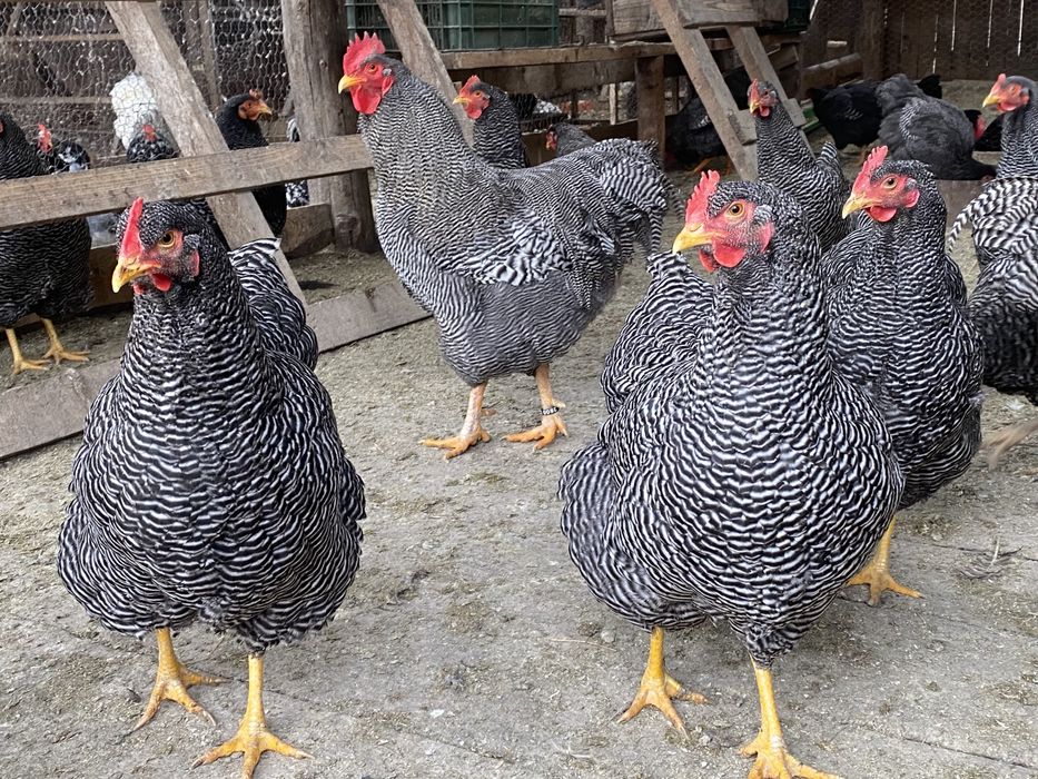 Oua Australorp alb
