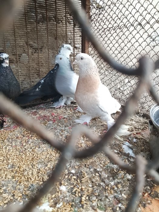 Продам голубей двоих
