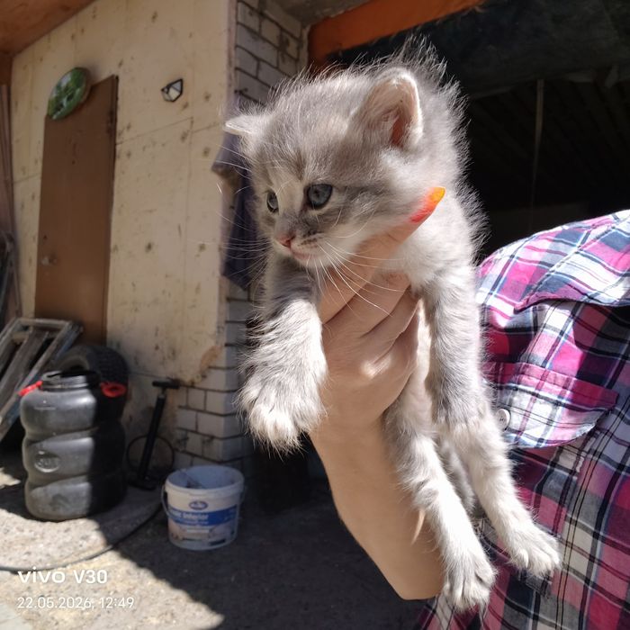 Котята даром, милые друзья