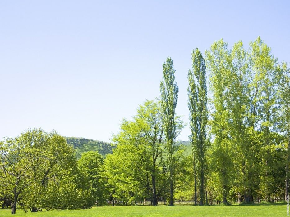 Дерево на дрова, спил