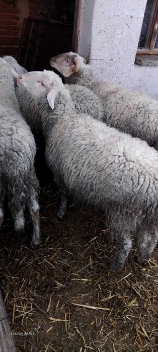 три мъжки шилета