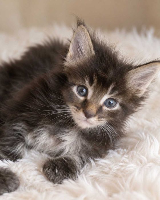 Pui de Maine Coon