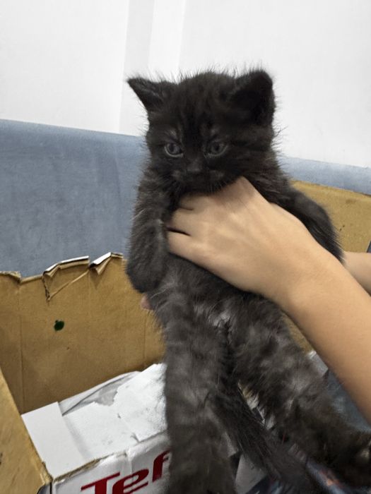 Котенок,девочка,видно породистый,подкинули,может кто приютит