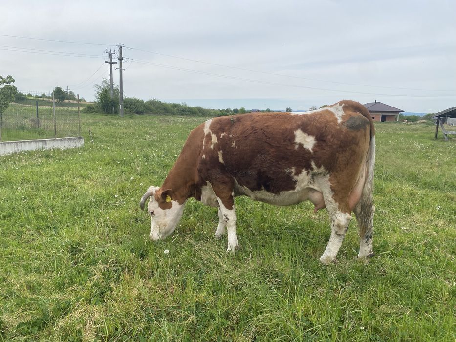 Vaca baltata romaneasca