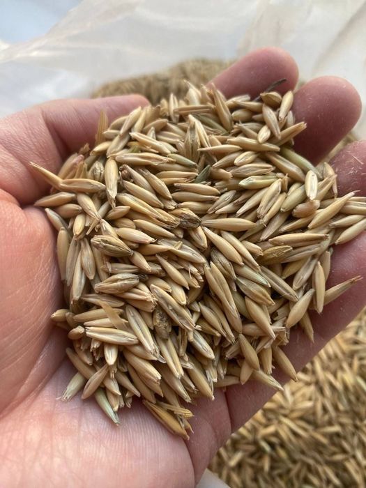 Продаю пшеницу, ячмень и овёс оптом