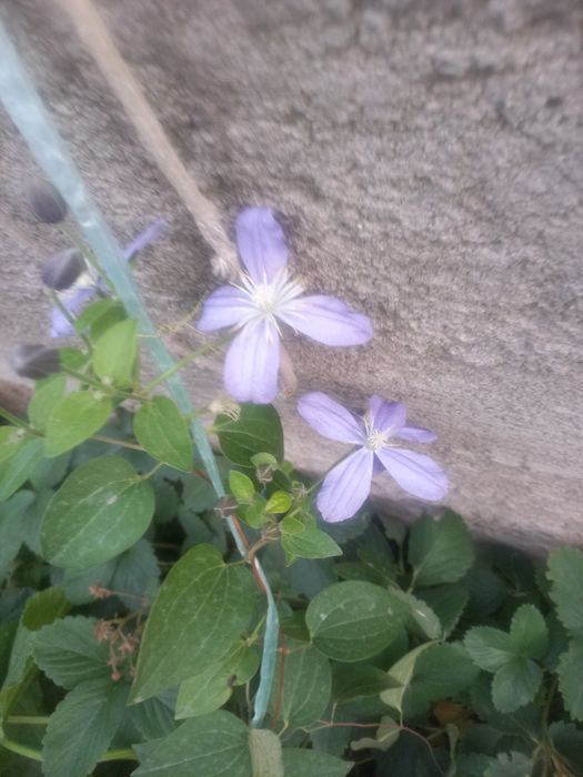 Продаю камчатскую жимолость