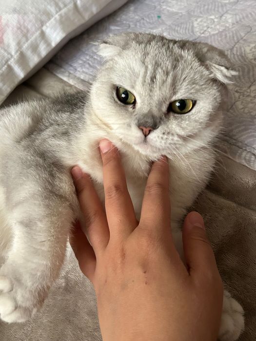 Шатландский мысык