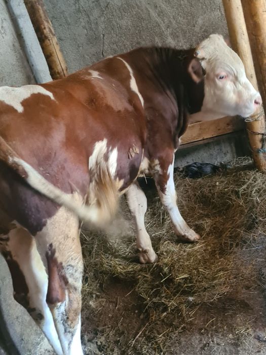 Taur de un an bun de rasa baltat posibilitatea de transport greutate cam 400 kg plus minus