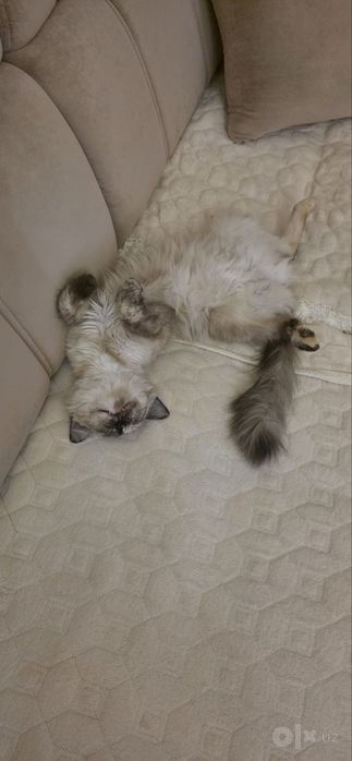 Tайская кошечка Chocolate Point