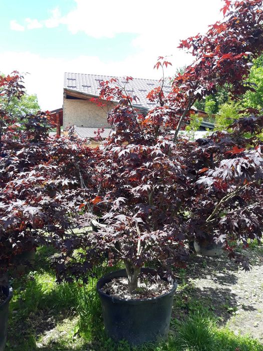 Plante ornamentale red robin phoinia maslin cedru curgator